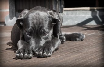 Woman Dedicated Two Years To Earn A Stray Dog’s Trust To Give Her A New Home