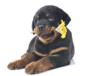 puppy rottweiler