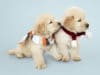 Puppy Training, Health and Mental Development Two Golden Retriever puppies wearing scarves
