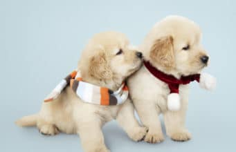 Puppy Training, Health and Mental Development Two Golden Retriever puppies wearing scarves