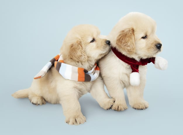 Two Golden Retriever puppies wearing scarves