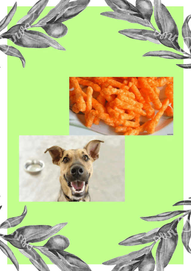 can dog eat cheetos