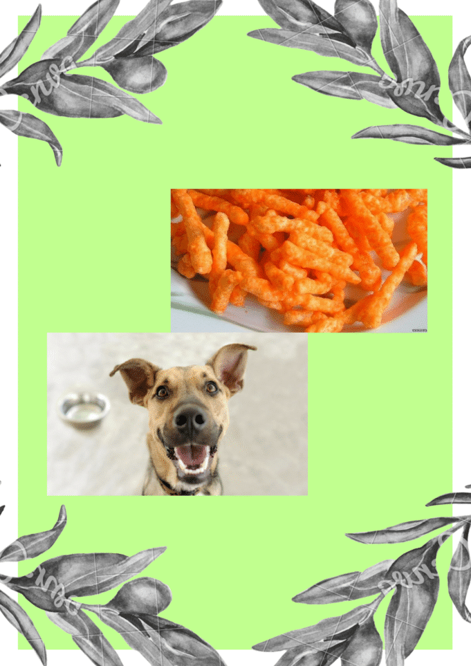 Can My Dog Eat Cheetos? can dog eat cheetos