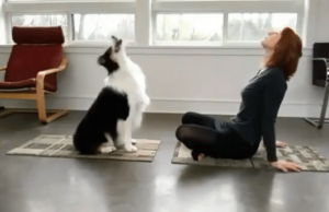 Can A Dog Do A Dog Yoga Pose?