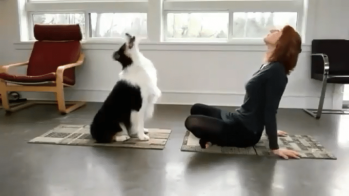 Can A Dog Do A Dog Yoga Pose?