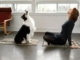 Can A Dog Do A Dog Yoga Pose?