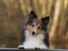 Sheltie Dog Walks For Fifty Days To Find Its Owner