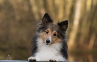 Sheltie Dog Walks For Fifty Days To Find Its Owner