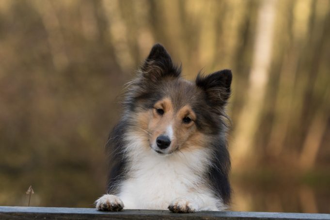 Sheltie Dog Walks For Fifty Days To Find Its Owner