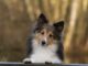 Sheltie Dog Walks For Fifty Days To Find Its Owner