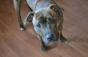 Three Senior Nuns Give Pit Bull Her Forever Home