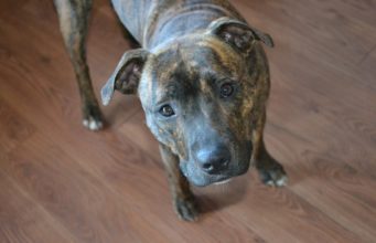 Three Senior Nuns Give Pit Bull Her Forever Home