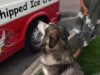Dog Waits For The Ice Cream Van
