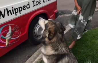 Dog Waits For The Ice Cream Van