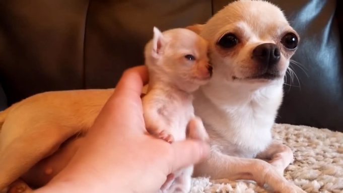 A Micro Dog That Is A Mini-Me