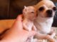 A Micro Dog That Is A Mini-Me