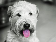 Dog Named Gloria Gave Birth To 9 Puppies Who Were All Named After The Blues