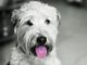 Dog Named Gloria Gave Birth To 9 Puppies Who Were All Named After The Blues