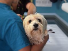 Blood Donor Saves Lives Of Other Dogs