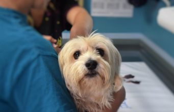 Blood Donor Saves Lives Of Other Dogs