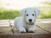 Judge Gives Dog Owner A Taste Of Her Own Medicine
