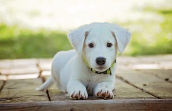 Judge Gives Dog Owner A Taste Of Her Own Medicine