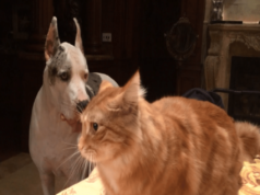 Dog And Cat Battle For A Spot On The Bed