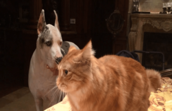 Dog And Cat Battle For A Spot On The Bed