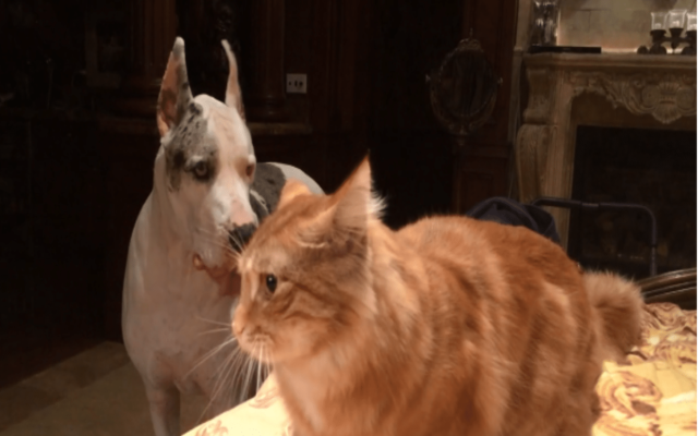 Dog And Cat Battle For A Spot On The Bed - DogSeed.com