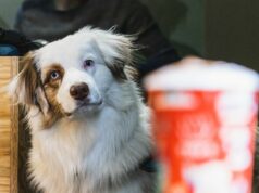 How smart is your dog? Try These Tests!