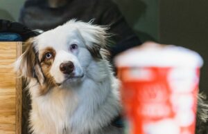 How smart is your dog? Try These Tests!