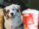How smart is your dog? Try These Tests!