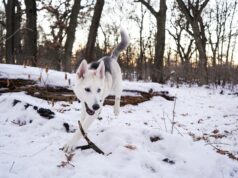 10 Breeds of Dogs That Have Energy to Spare