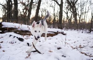 10 Breeds of Dogs That Have Energy to Spare