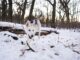 10 Breeds of Dogs That Have Energy to Spare